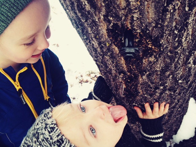 Maple tapping with kids