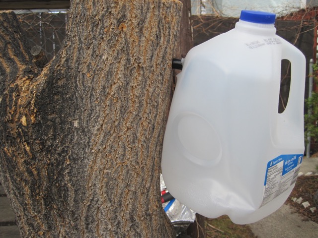 Milk jugs make great collecting pails