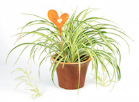 Spider Plant