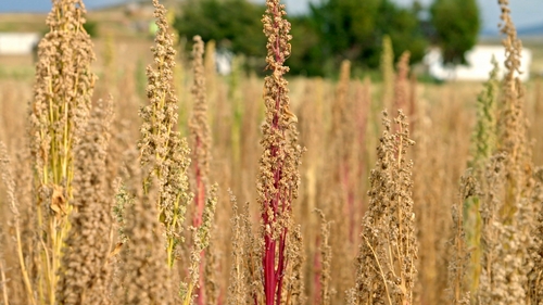 Superfood Chain quinoa