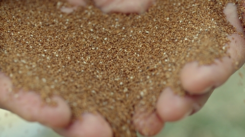 Superfood Chain teff