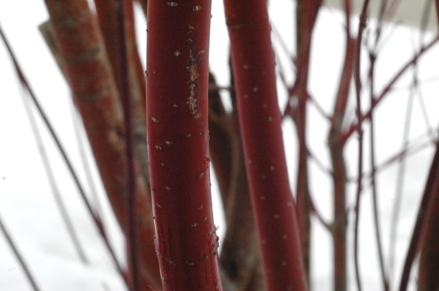 Explore texture and colour on your nature walk