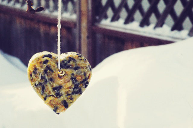 hang your coconut oil feeder from a tree