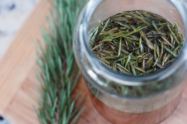 Pine needle tea