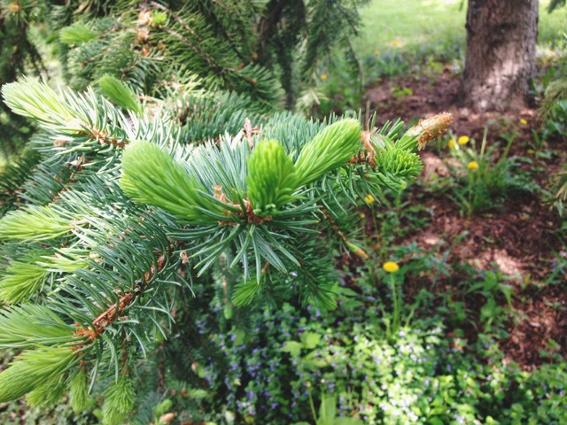 Spruce tips are vitamin packed and delicious