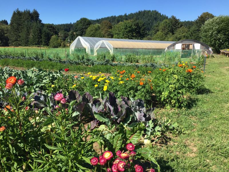 Cultivating Health And Vitality Through Biodynamic Farming | EcoParent ...